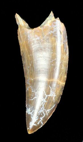 Rare Timurlengia (Tyrannosaur) Tooth - Uzbekistan #38975
